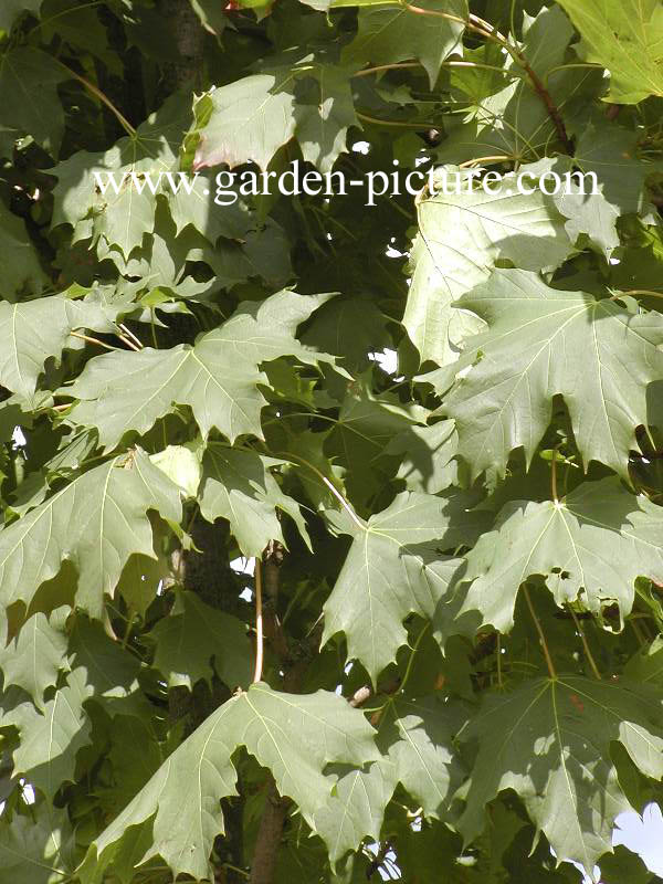 Acer platanoides 'Olmsted'