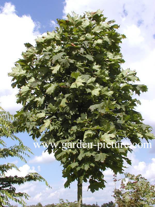 Acer platanoides 'Olmsted'