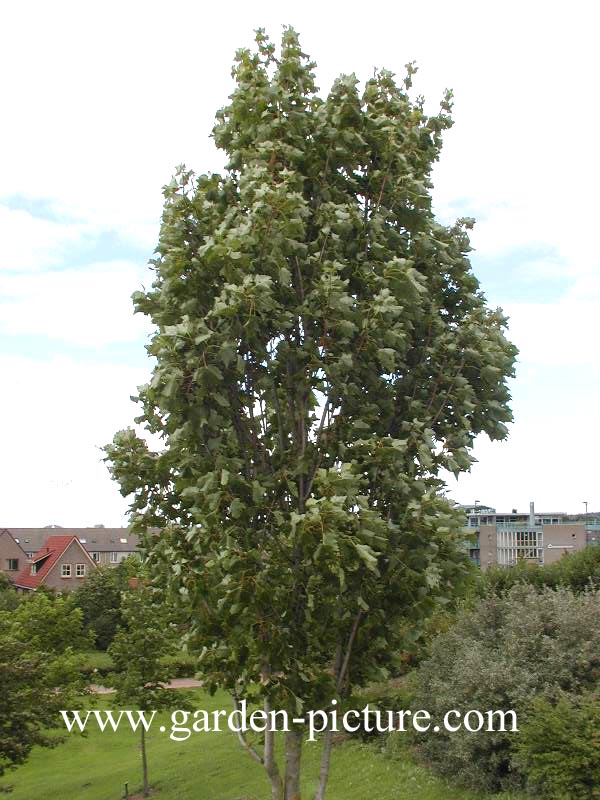 Acer rubrum 'Bowhall'