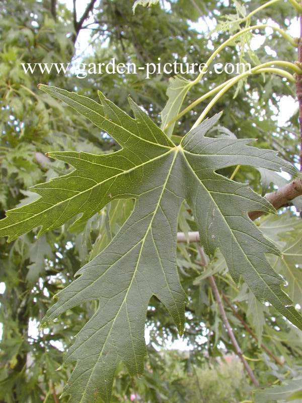 Acer saccharinum 'Laciniatum Wieri'