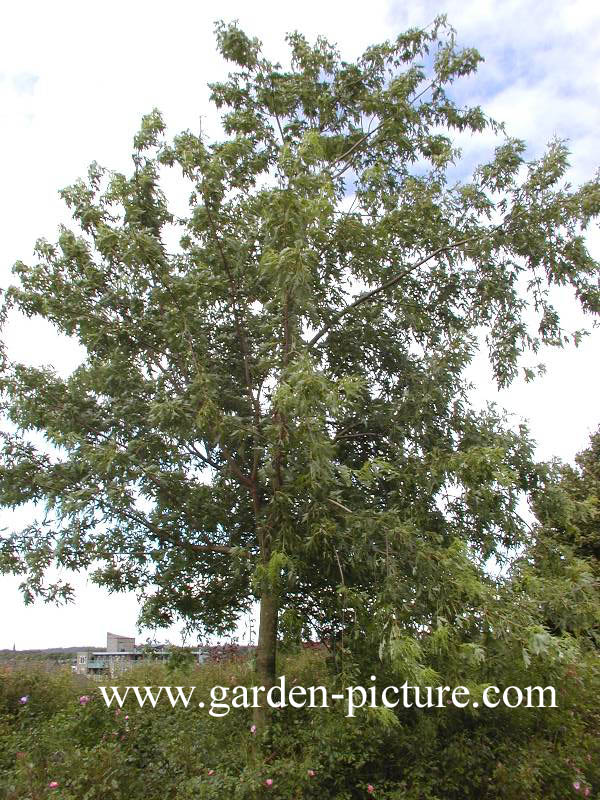 Acer saccharinum 'Laciniatum Wieri'