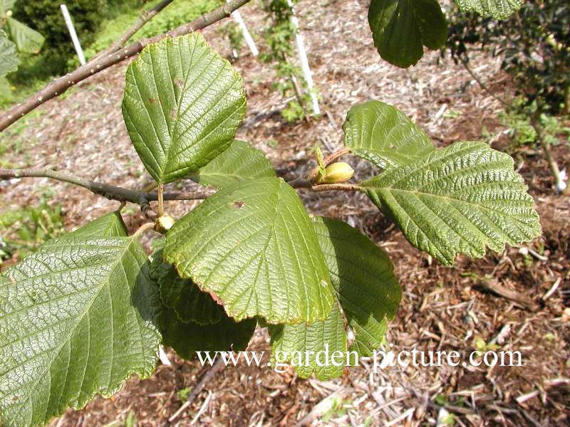 Alnus hirsuta