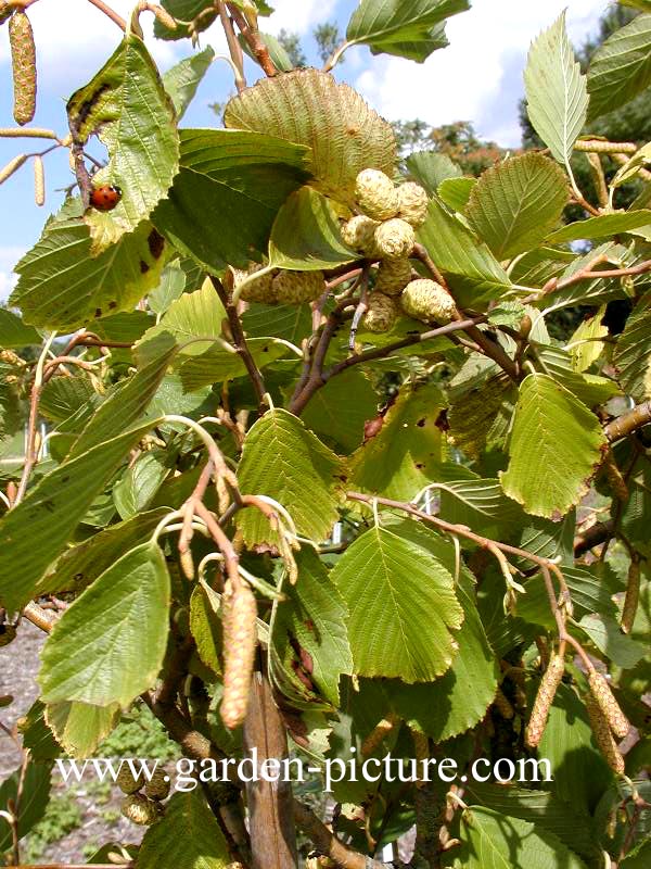 Alnus incana 'Aurea'