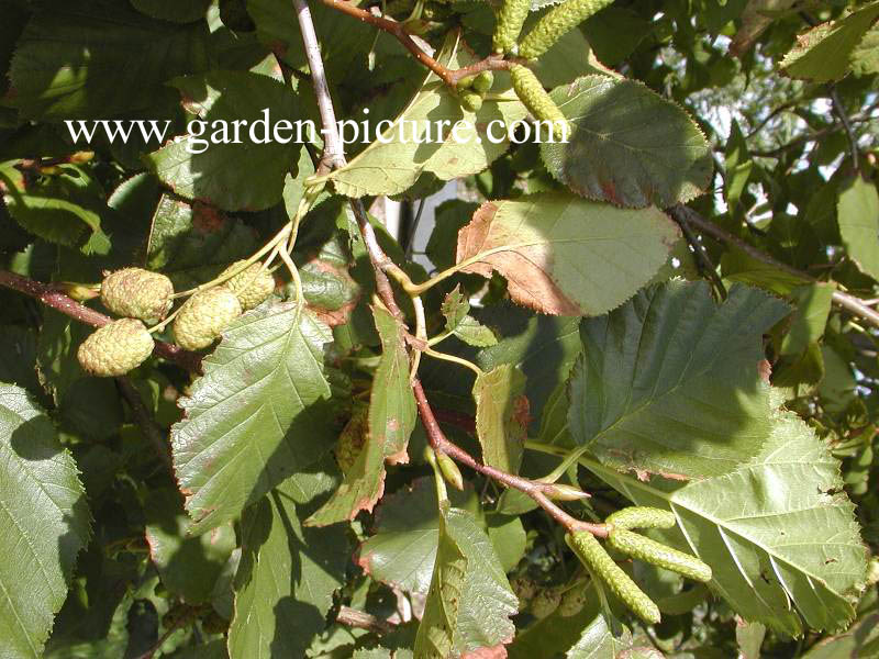 Alnus sinuata