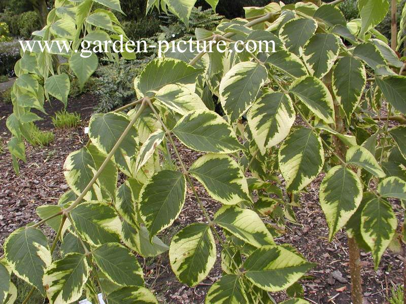 Aralia elata 'Golden Umbrella'