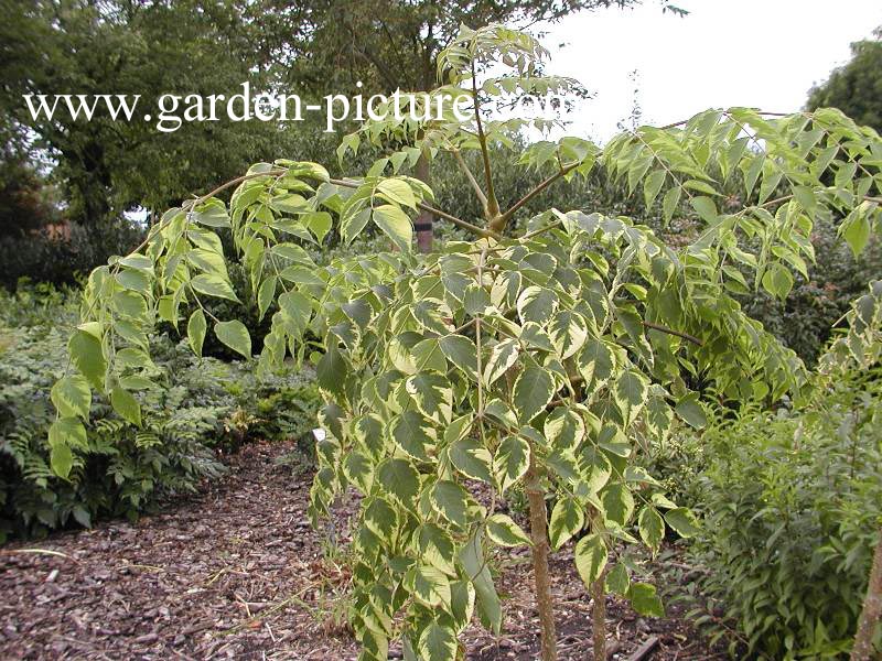 Aralia elata 'Golden Umbrella'