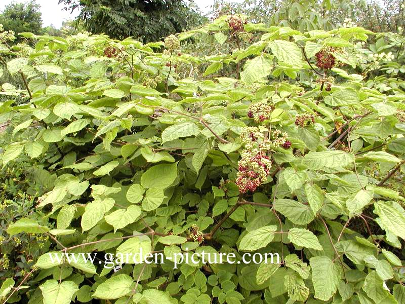 Aralia glabra