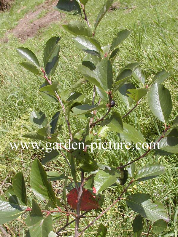 Aronia prunifolia 'Macrophylla'