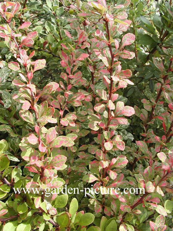 Berberis thunbergii 'Kelleriis'