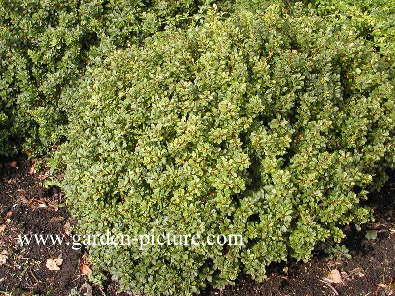 Berberis thunbergii 'Kobold'