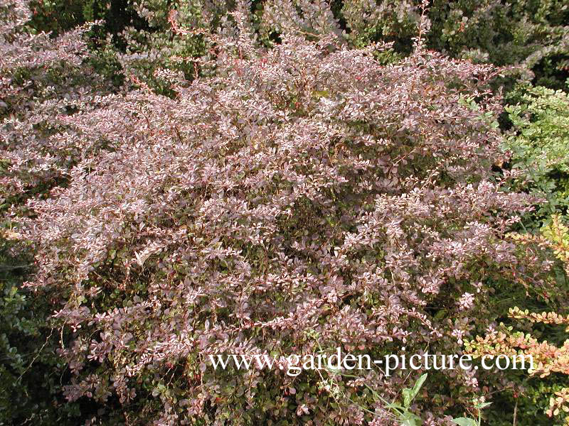 Berberis thunbergii 'Pink Attraction'