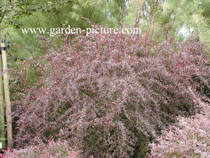 Berberis thunbergii 'Red Chief'