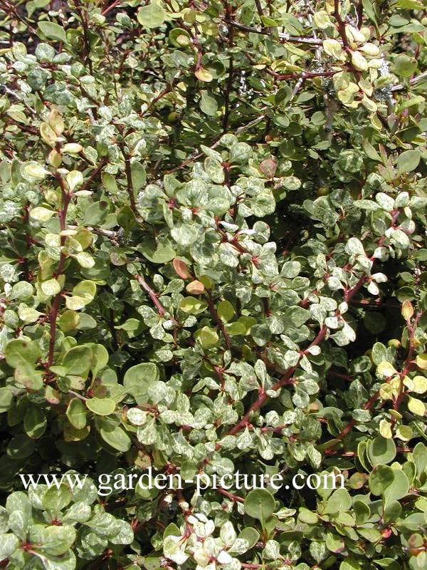 Berberis thunbergii 'Silver Beauty'