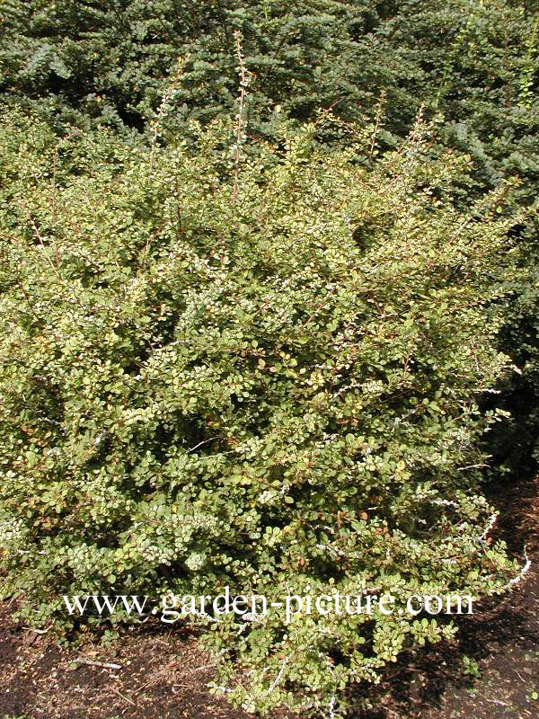 Berberis thunbergii 'Silver Beauty'