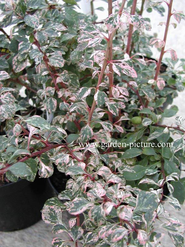 Berberis thunbergii 'Starburst'