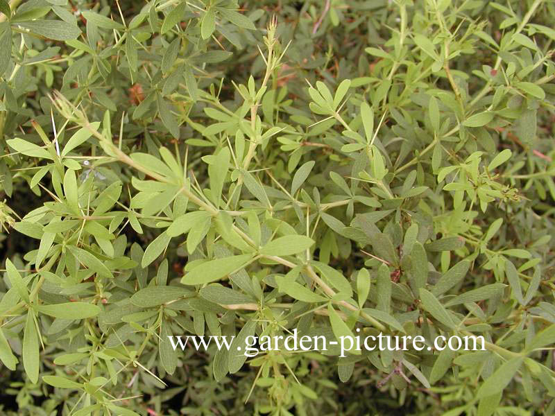 Berberis wilsoniae