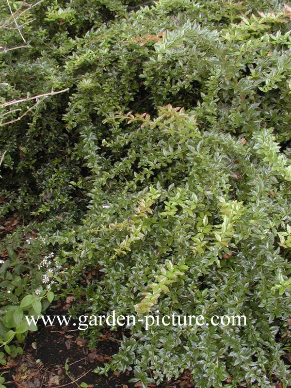 Berberis interposita 'Wallich's Purple'