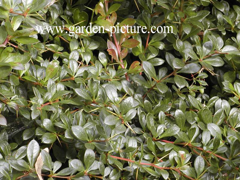 Berberis media 'Red Jewel'