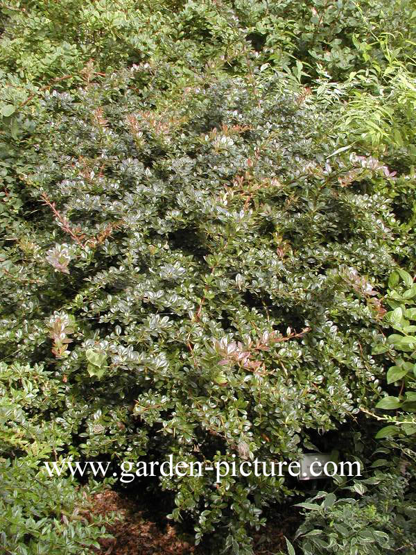 Berberis media 'Red Jewel'