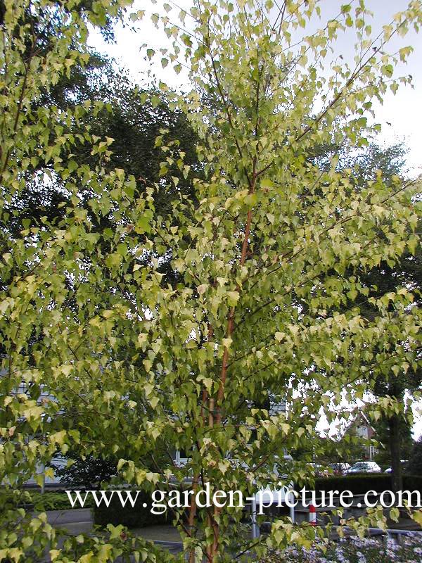 Betula pendula 'Schneverdinger Goldbirke'