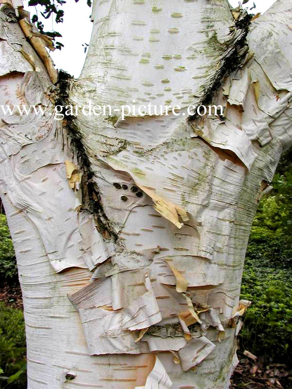 Betula utilis 'Doorenbos'