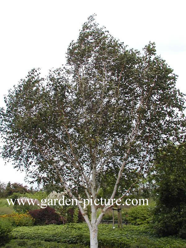 Betula utilis 'Doorenbos'