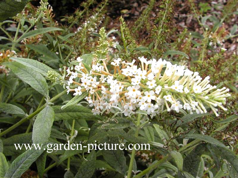 Buddleja 'White Ball'