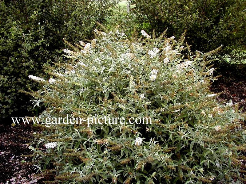 Buddleja 'White Ball'