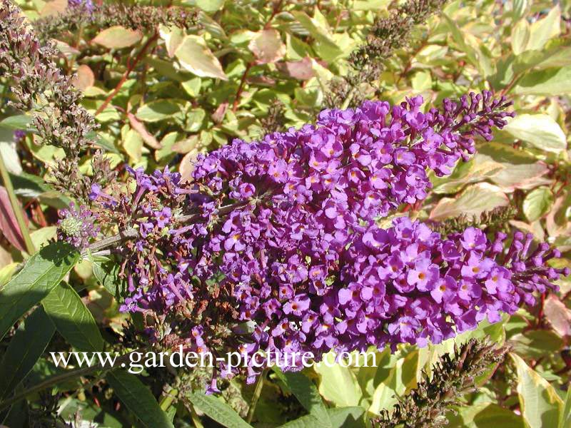 Buddleja davidii 'Empire Blue'