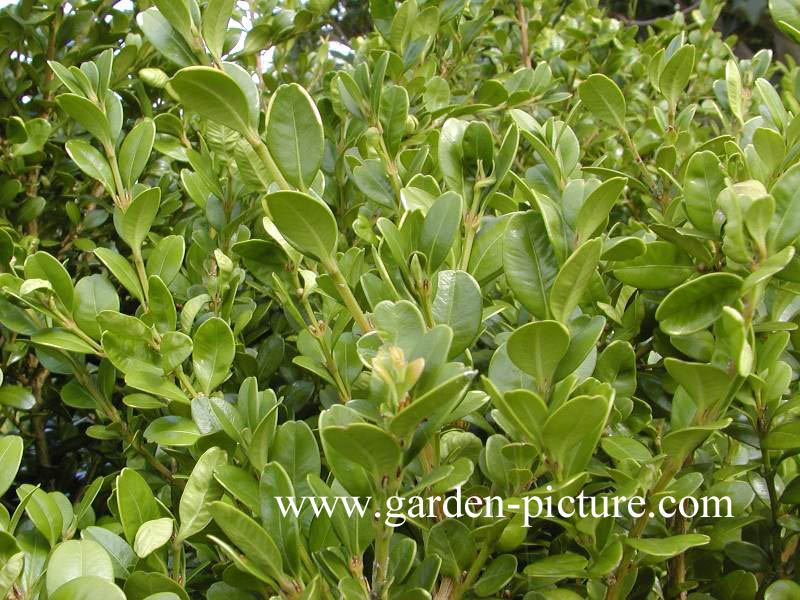 Buxus microphylla 'Sunny Side'