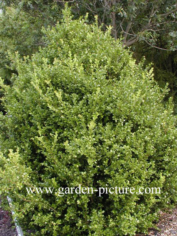 Buxus microphylla 'Sunny Side'