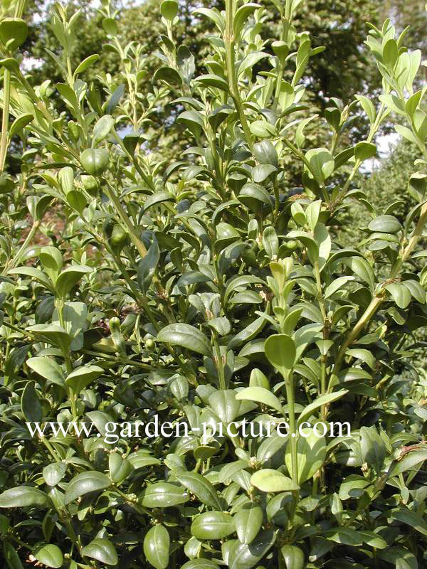 Buxus sempervirens 'Inglis'