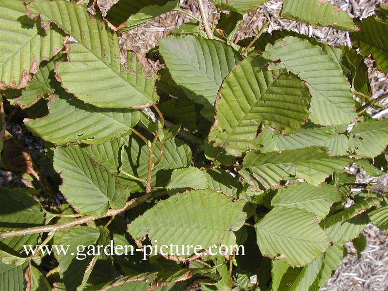 Carpinus cordata