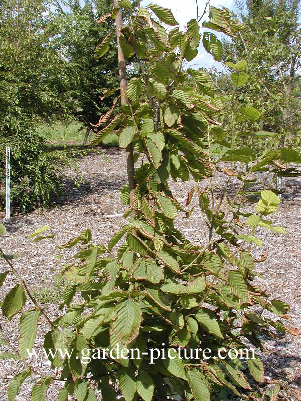 Carpinus cordata