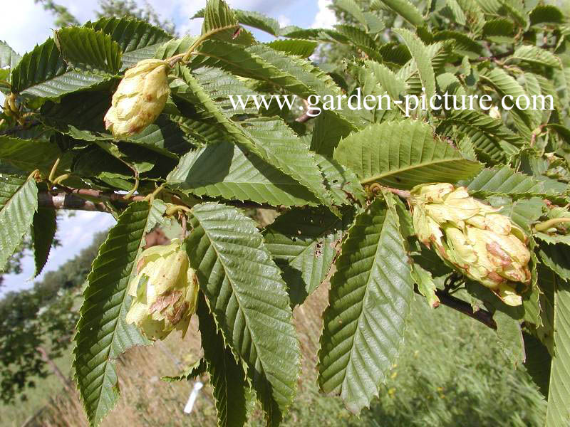 Carpinus japonica