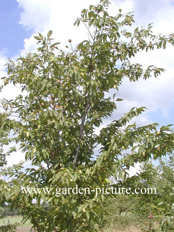 Carpinus japonica