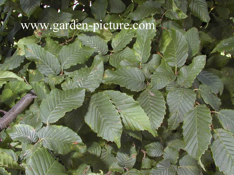 Carpinus orientalis