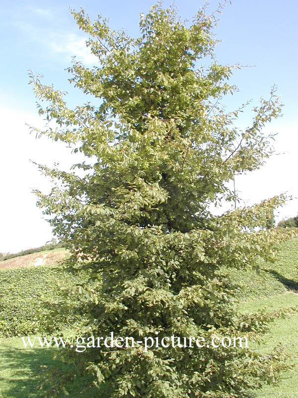 Carpinus orientalis