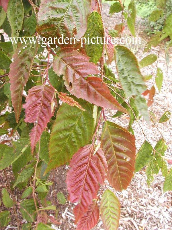 Carpinus polyneura