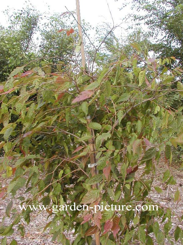 Carpinus polyneura