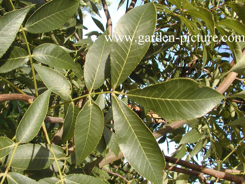 Carya cordiformis