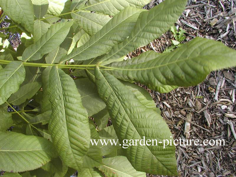 Carya glabra