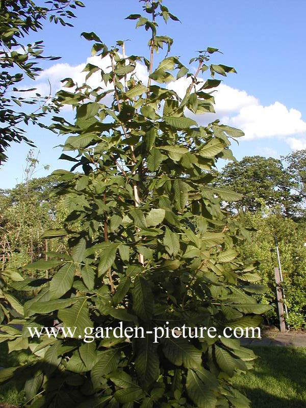 Carya glabra