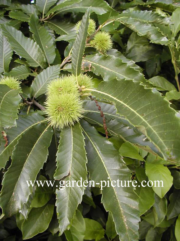 Castanea sativa