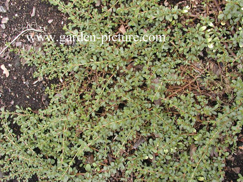 Ceanothus prostratus