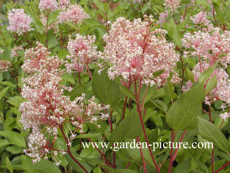 Ceanothus pallidus 'Marie Simon'