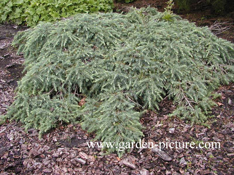 Cedrus deodara 'Feelin' Blue'