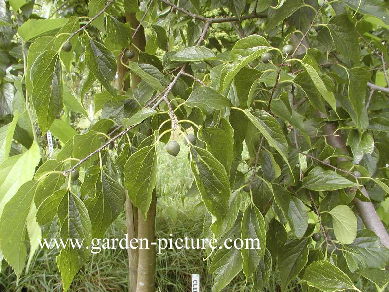 Celtis australis