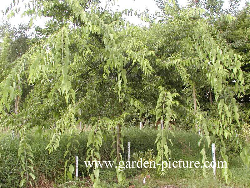 Celtis occidentalis