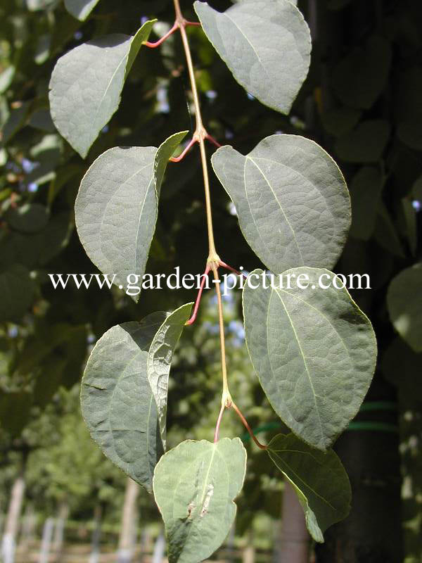 Cercidiphyllum japonicum